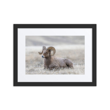 Relaxing Ram Big Horn Sheep! Framed poster