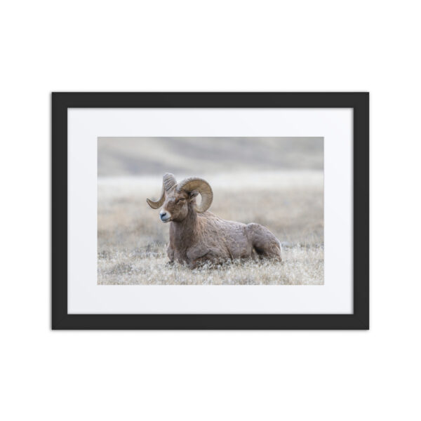 Relaxing Ram Big Horn Sheep! Framed poster