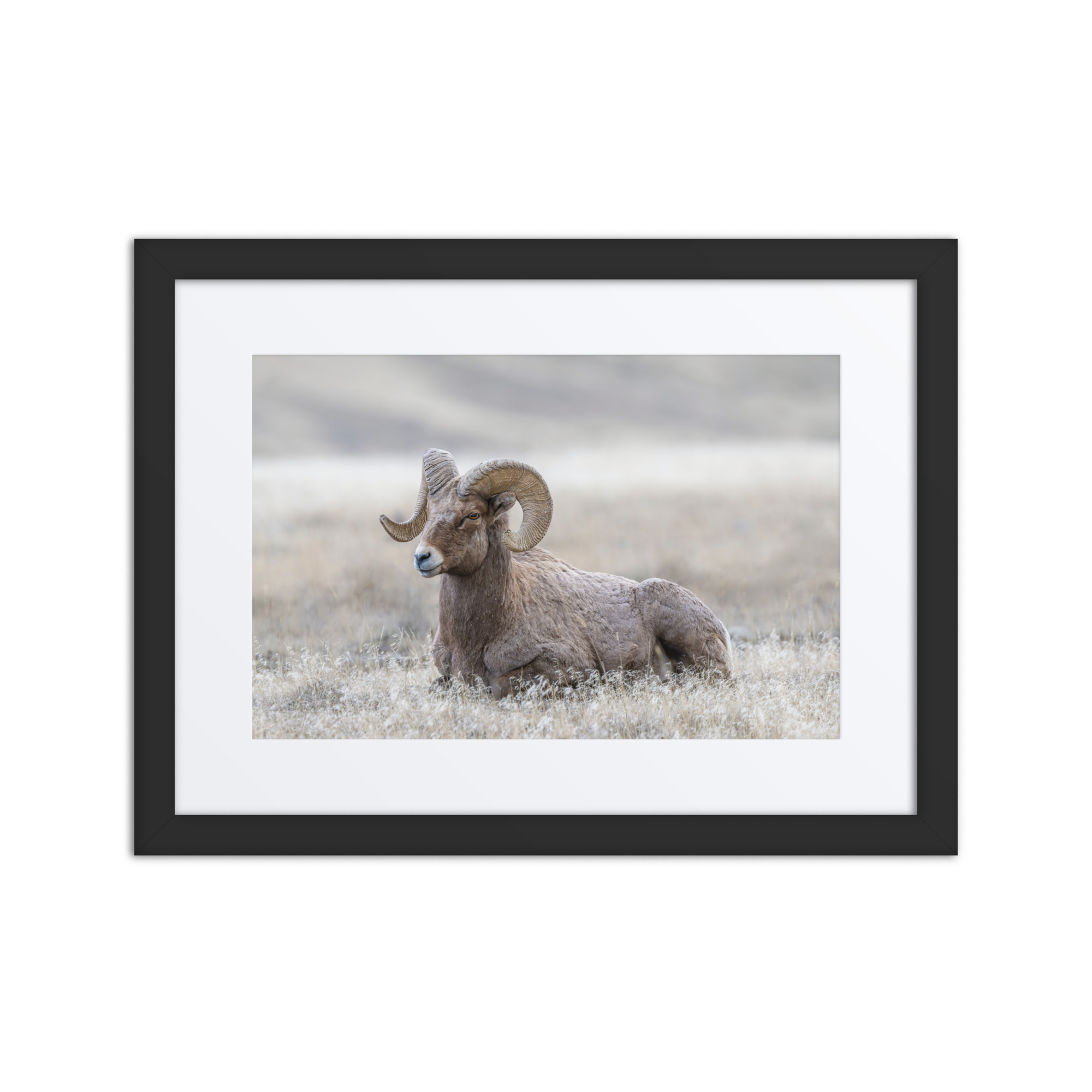 Relaxing Ram Big Horn Sheep! Framed poster
