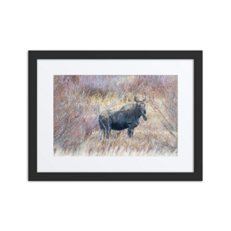Moose Amidst Autumn Shrubs! Framed poster