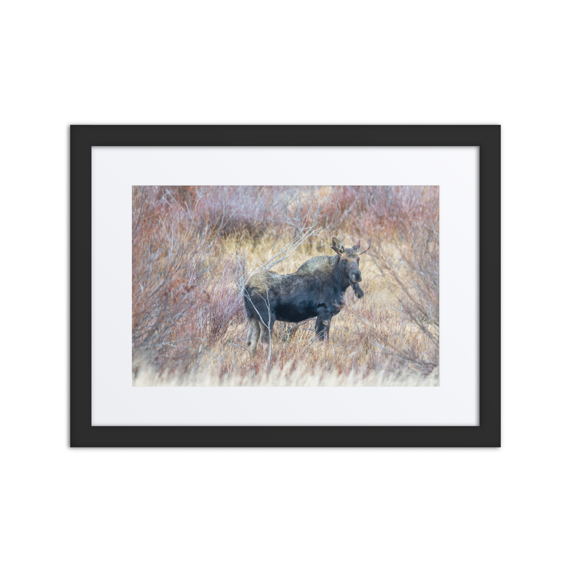 Moose Amidst Autumn Shrubs! Framed poster