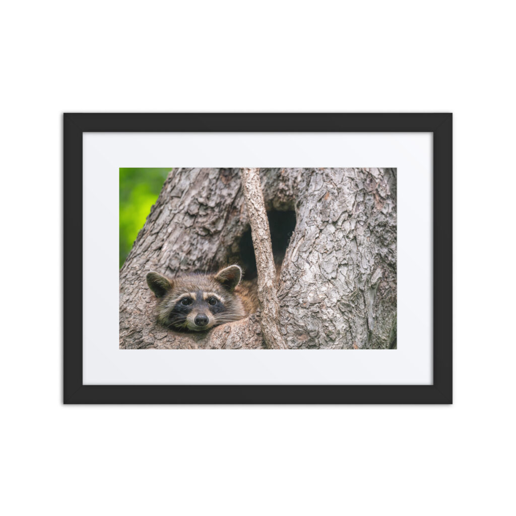 Curious Mama Racoon guarding its den! Framed poster