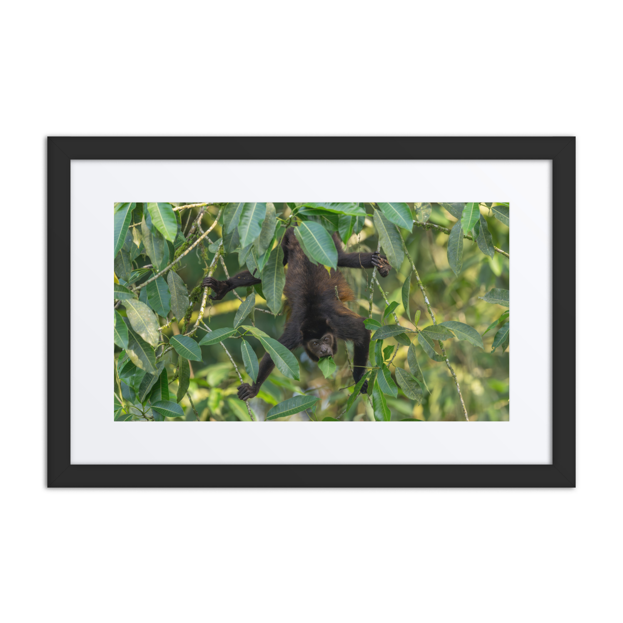 Howler monkey! Framed poster