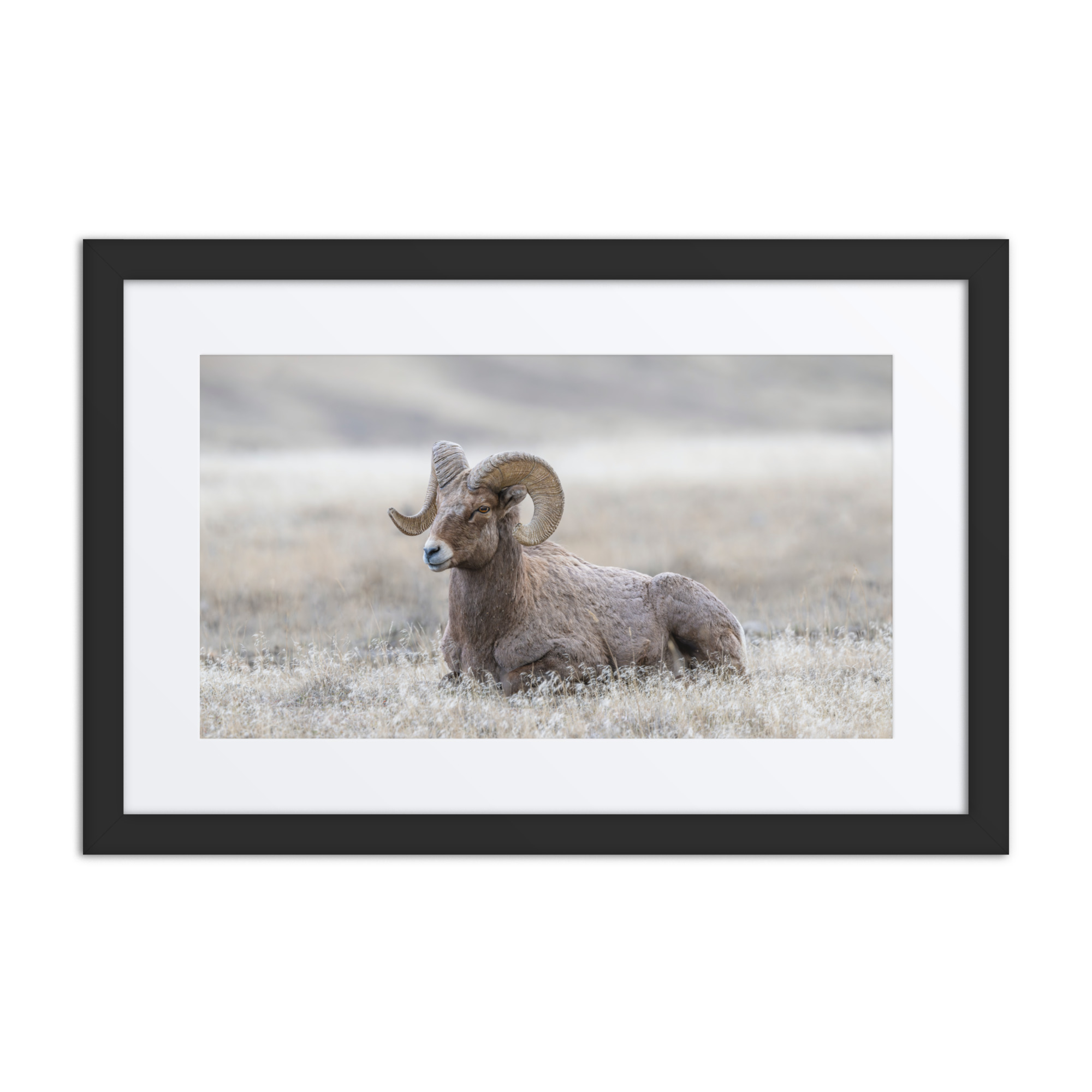 Relaxing Ram Big Horn Sheep! Framed poster - Image 2