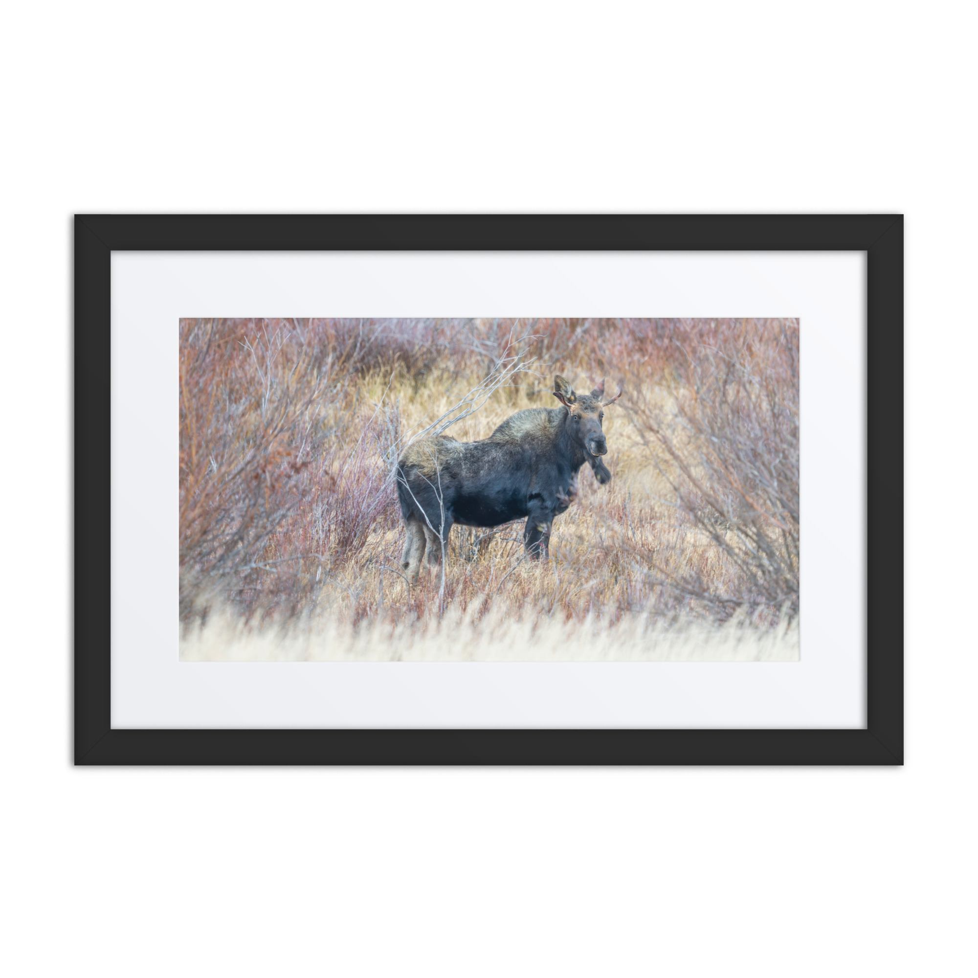Moose Amidst Autumn Shrubs! Framed poster - Image 2