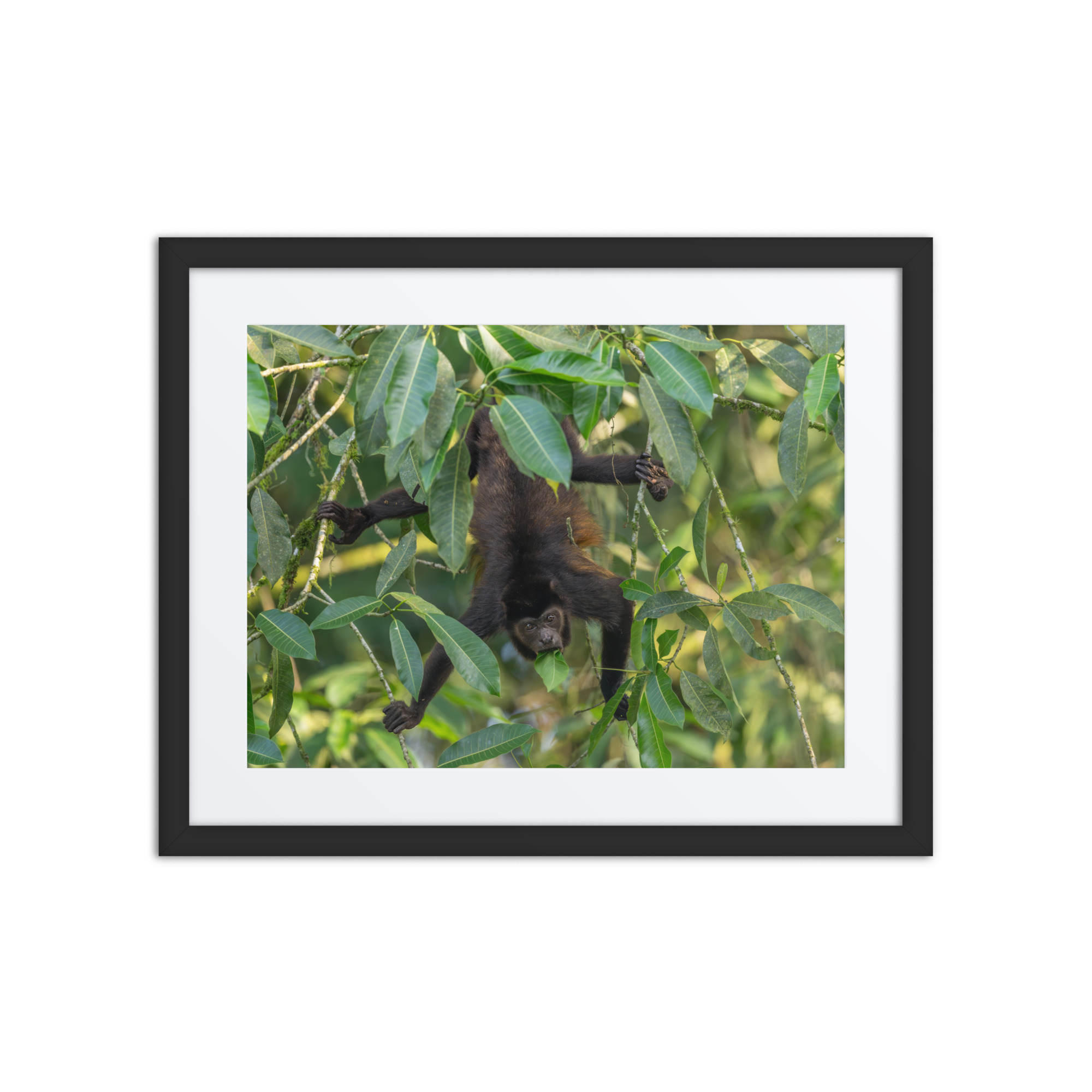 Howler monkey! Framed poster - Image 2