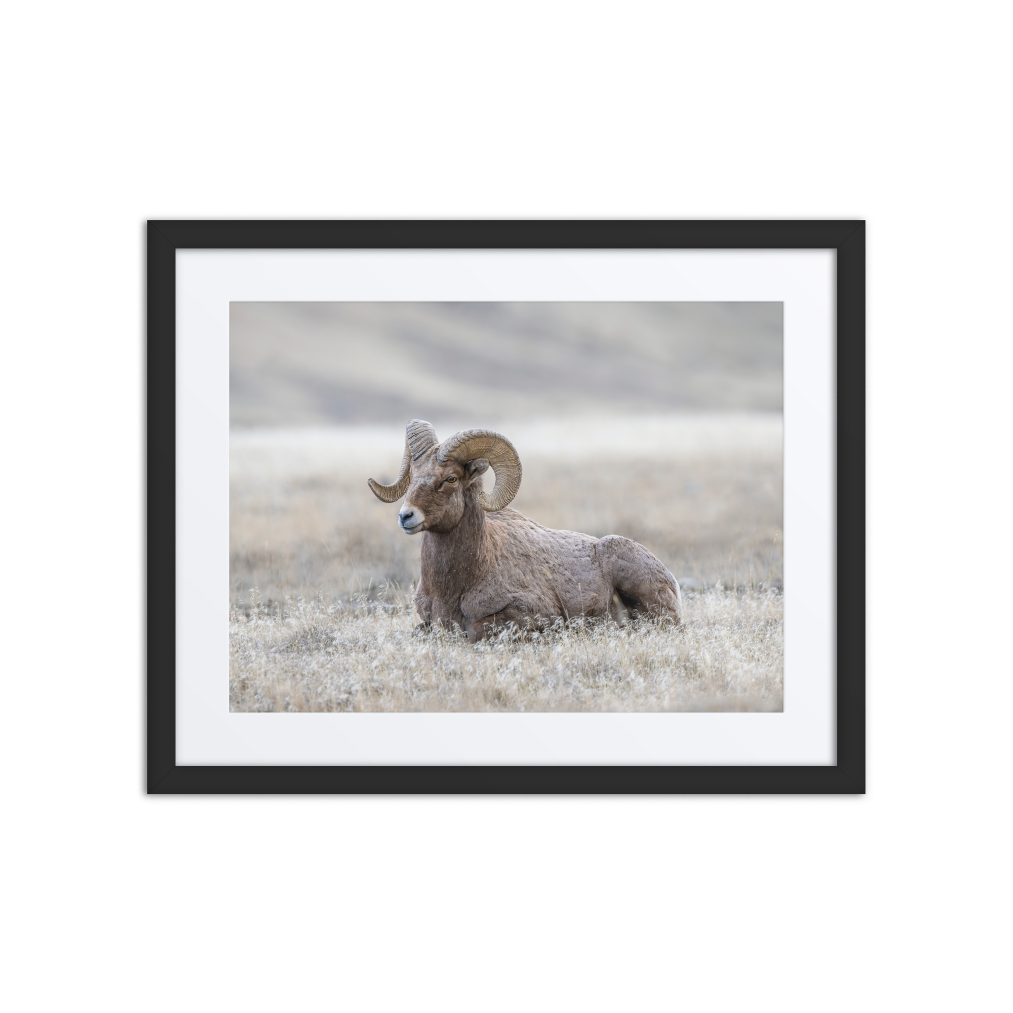 Relaxing Ram Big Horn Sheep! Framed poster - Image 3