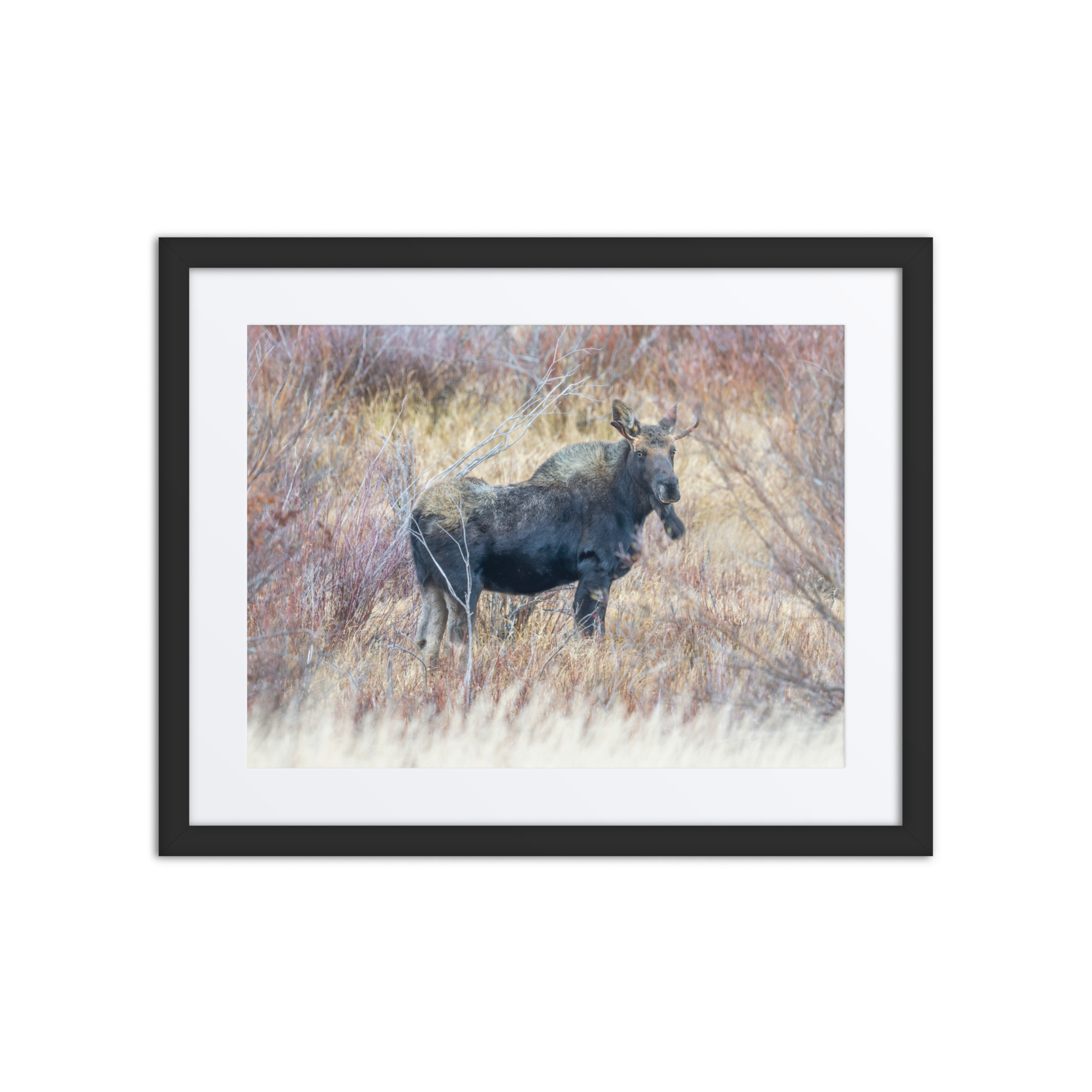 Moose Amidst Autumn Shrubs! Framed poster - Image 3