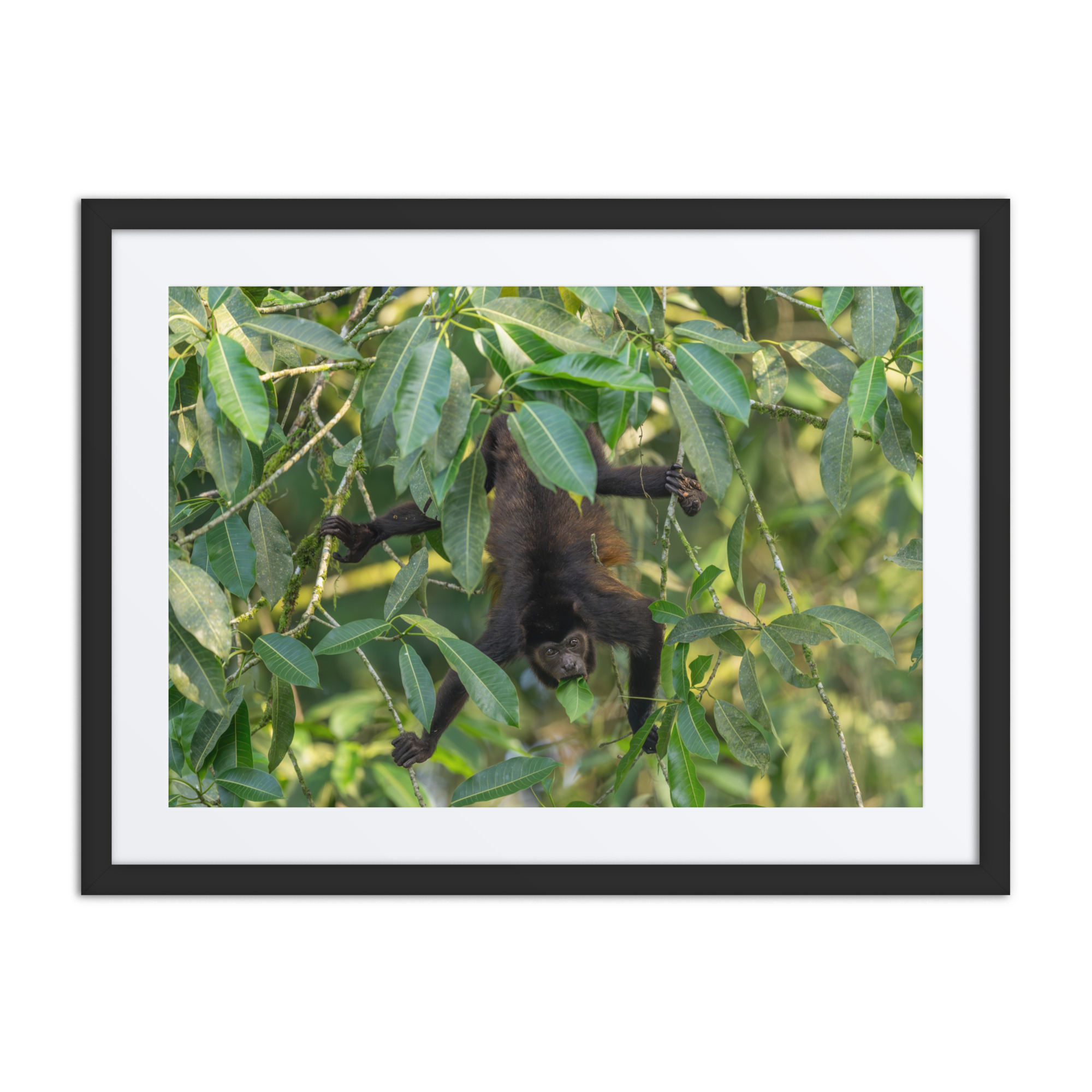 Howler monkey! Framed poster - Image 3