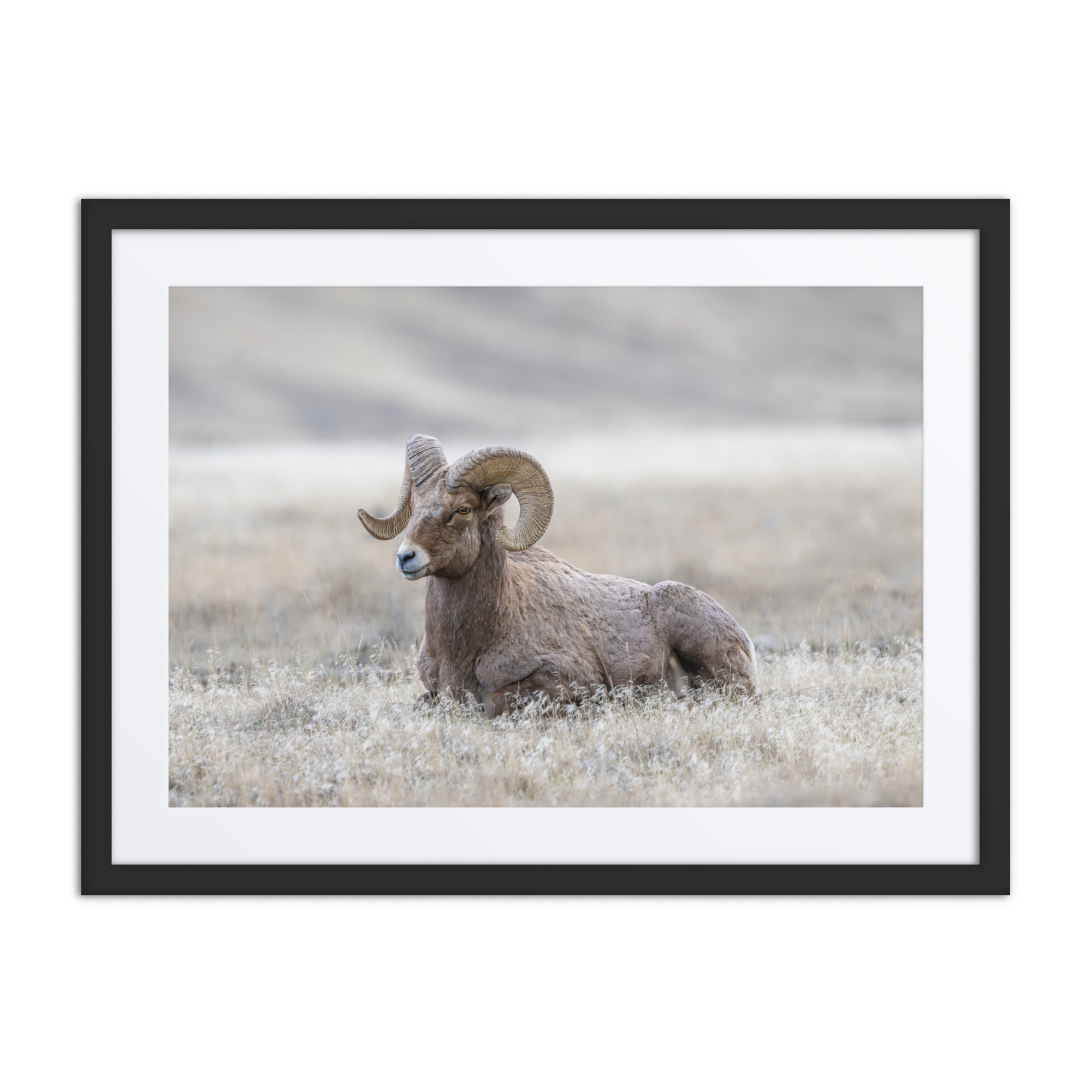 Relaxing Ram Big Horn Sheep! Framed poster - Image 4