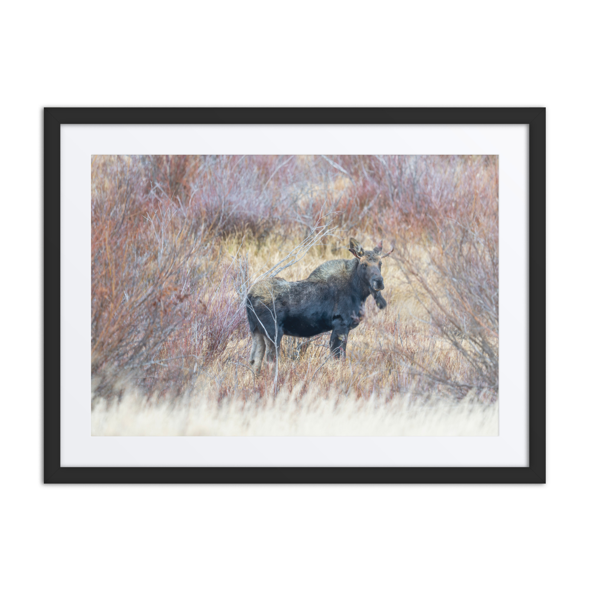 Moose Amidst Autumn Shrubs! Framed poster - Image 4
