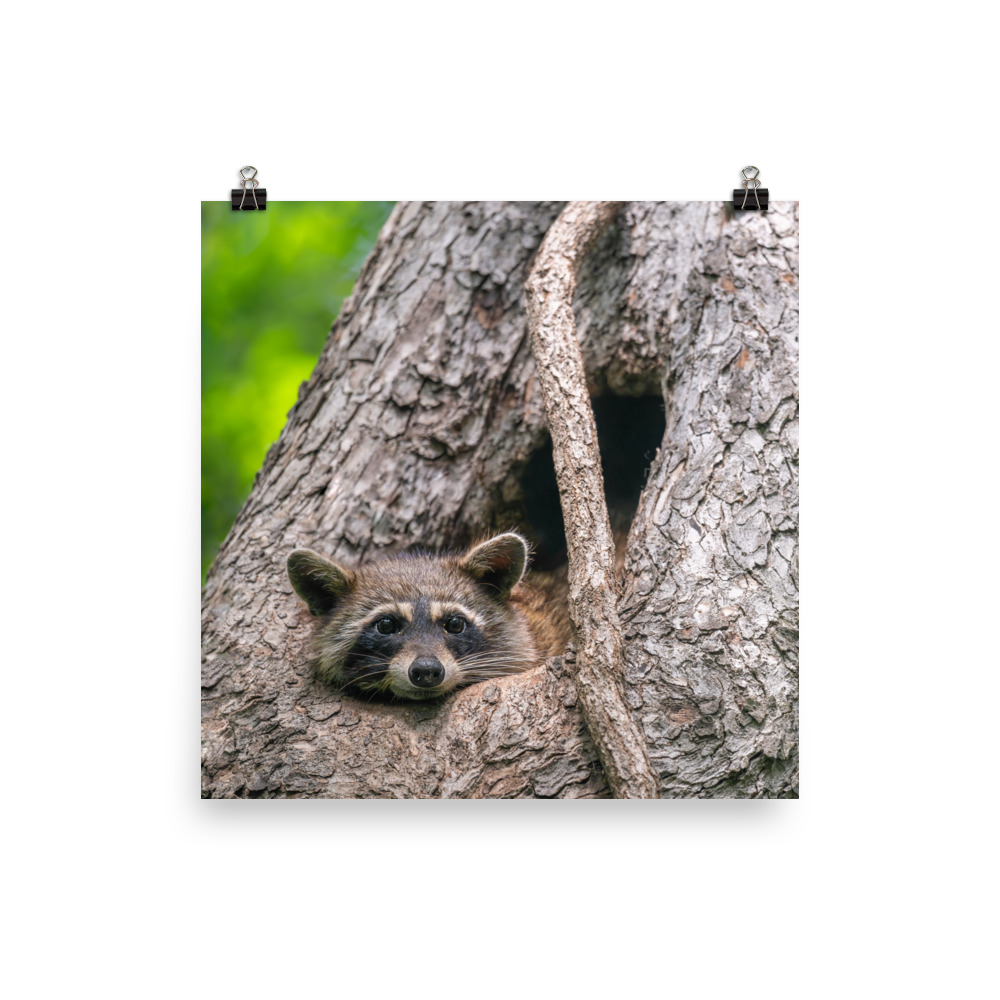 Curious Mama Racoon guarding its den! Photo paper poster - Image 2