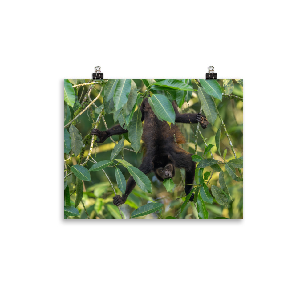 Howler monkey! Photo paper poster - Image 2