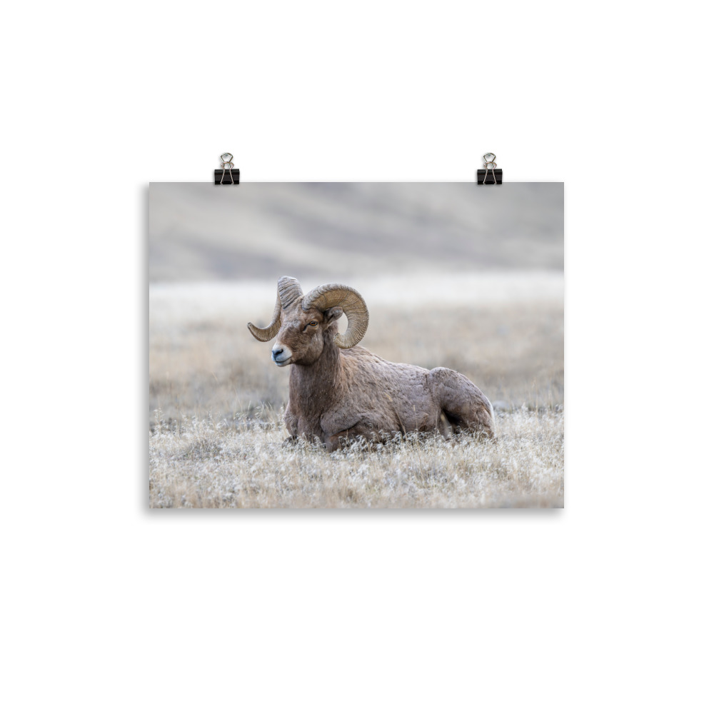 Relaxing Ram Big Horn Sheep! Photo paper poster - Image 2