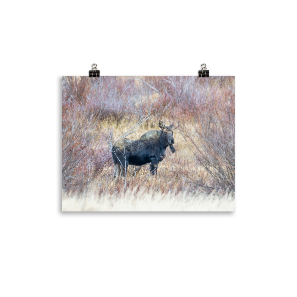 Moose Amidst Autumn Shrubs! Photo paper poster - Image 3
