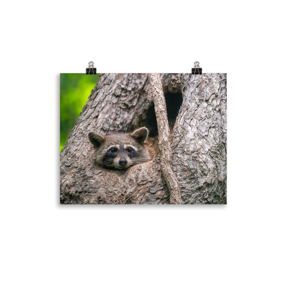 Curious Mama Racoon guarding its den! Photo paper poster - Image 3