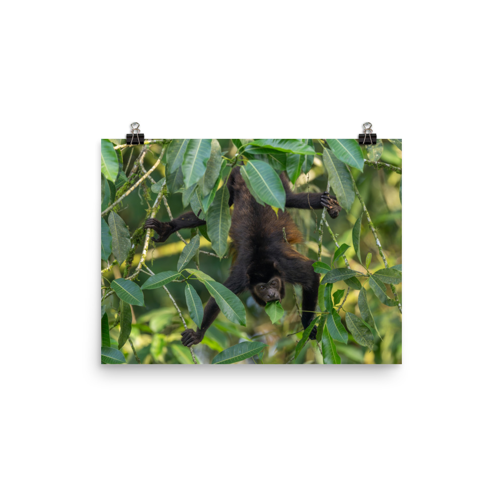 Howler monkey! Photo paper poster - Image 3