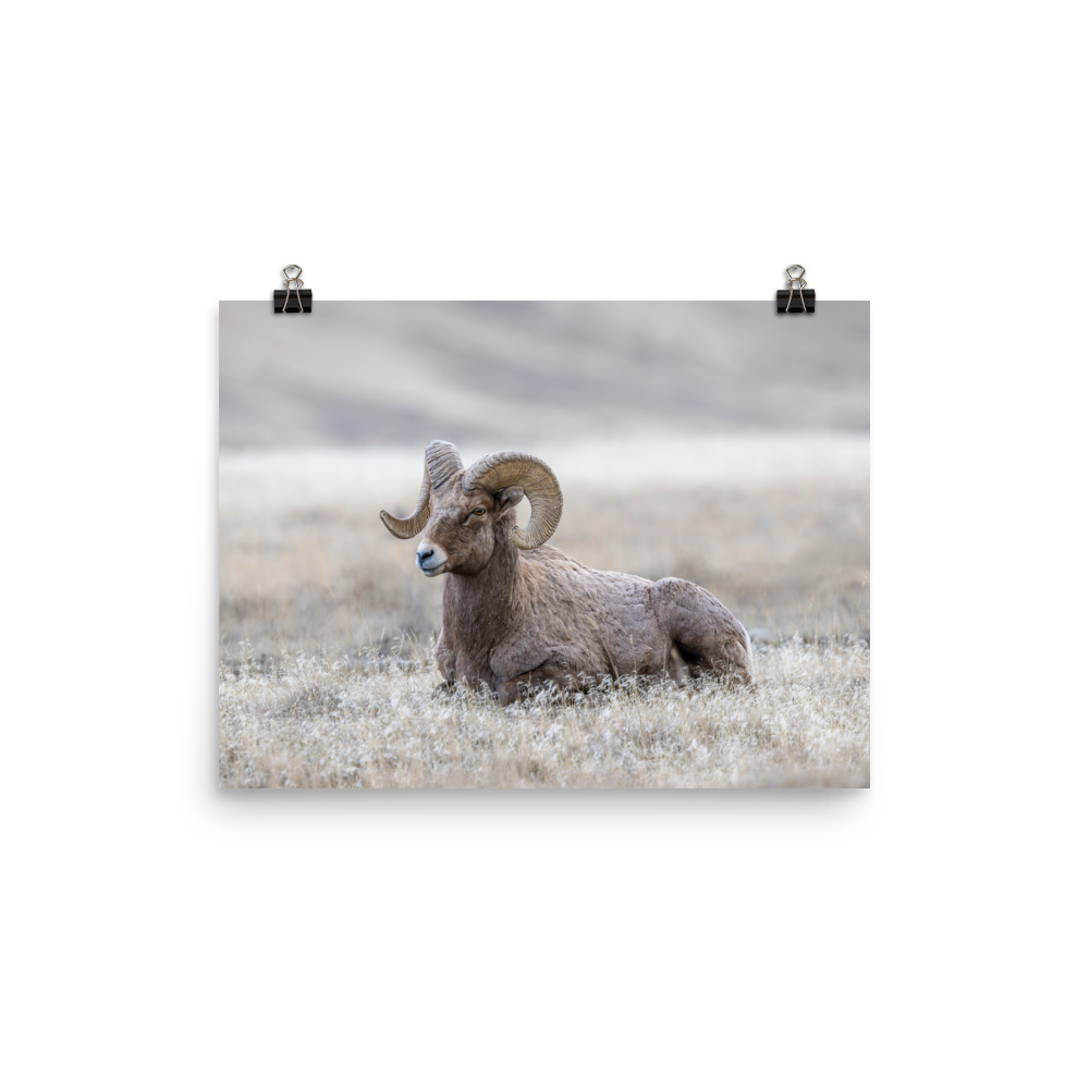 Relaxing Ram Big Horn Sheep! Photo paper poster - Image 3