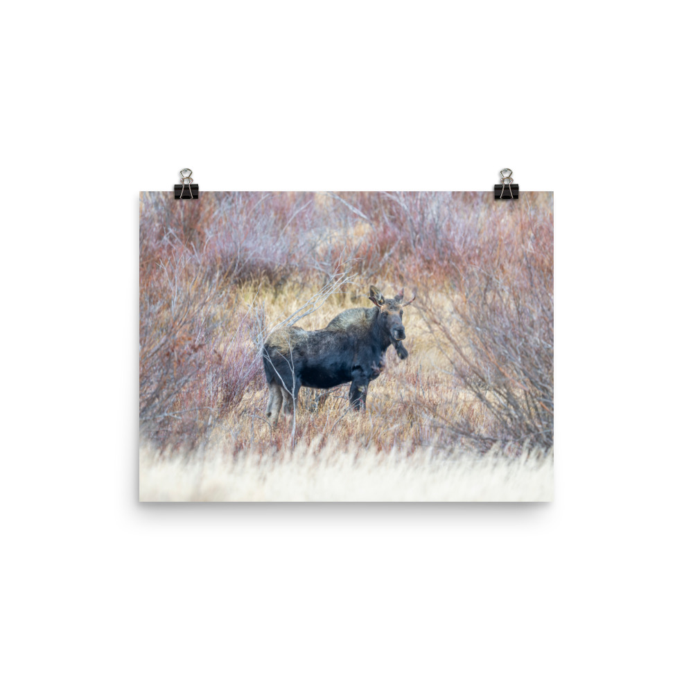 Moose Amidst Autumn Shrubs! Photo paper poster - Image 4