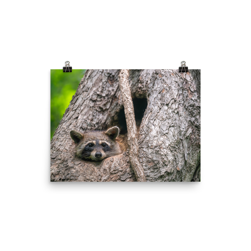 Curious Mama Racoon guarding its den! Photo paper poster - Image 5