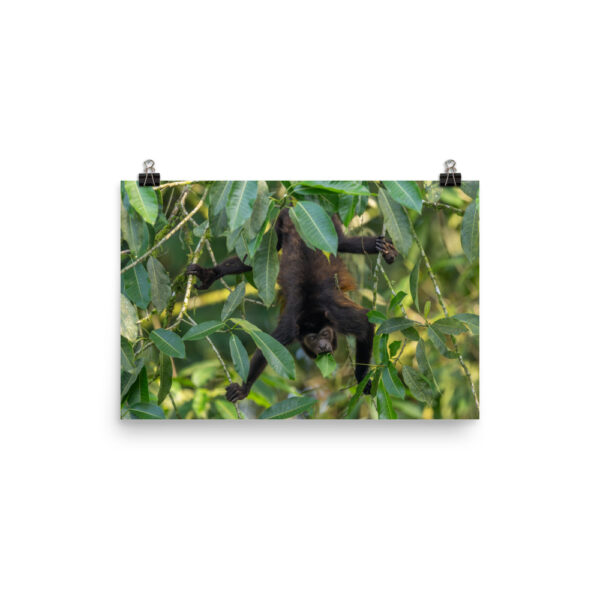Howler monkey! Photo paper poster