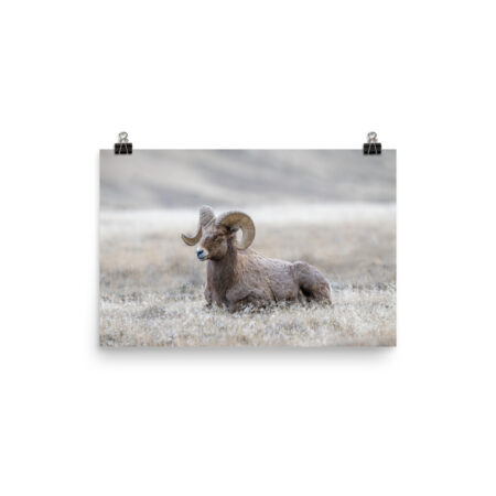Relaxing Ram Big Horn Sheep! Photo paper poster