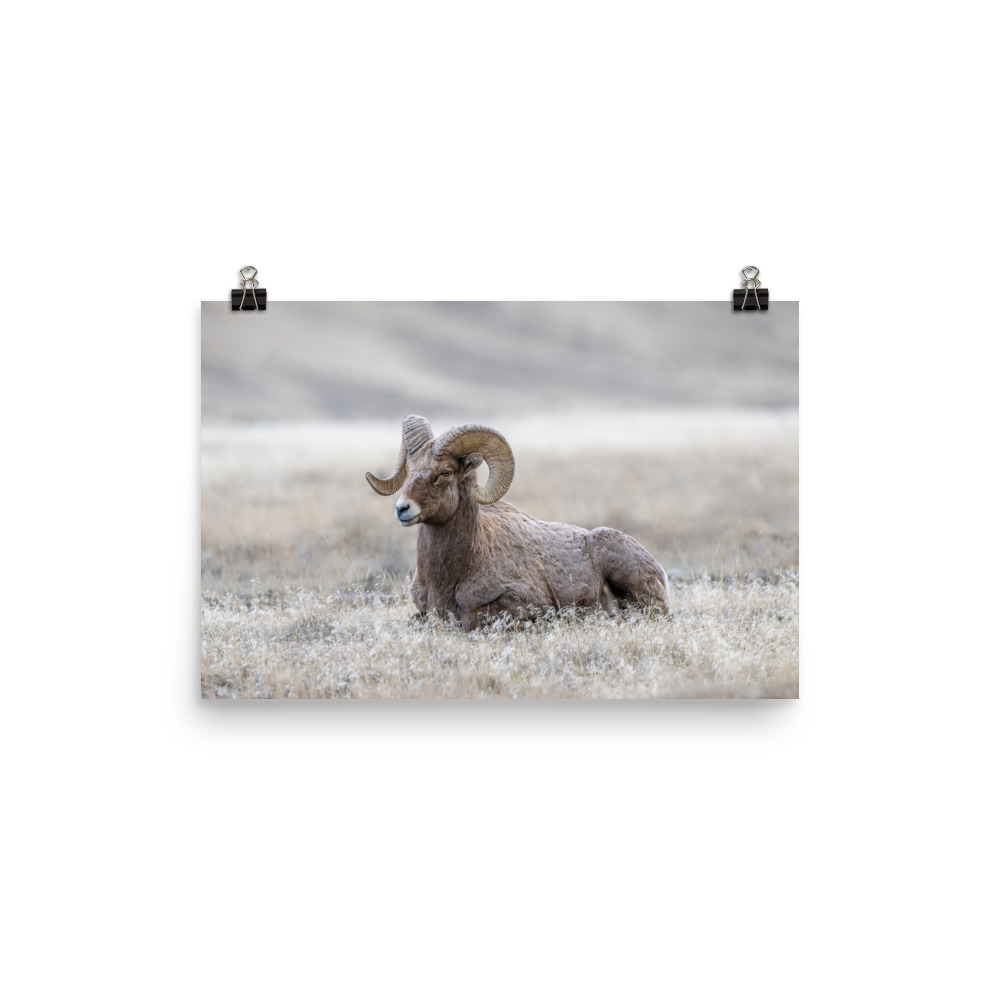 Relaxing Ram Big Horn Sheep! Photo paper poster