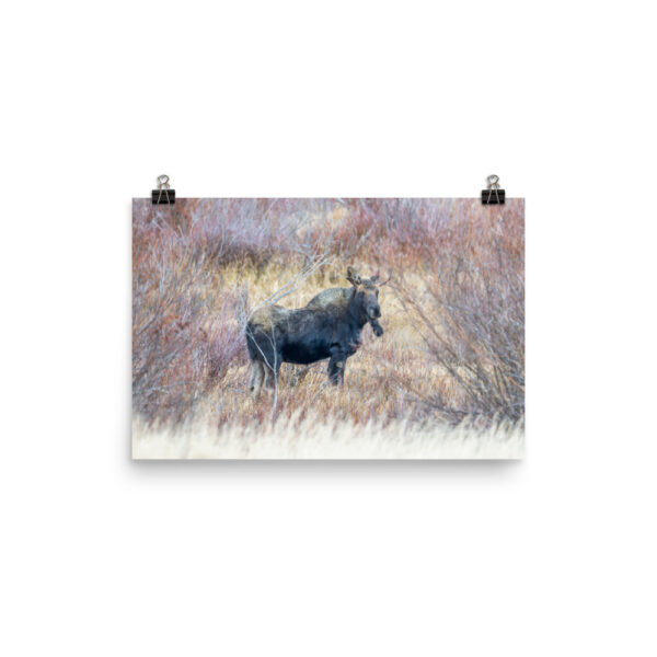 Moose Amidst Autumn Shrubs! Photo paper poster