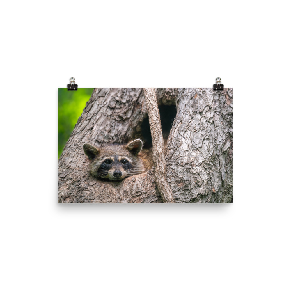Curious Mama Racoon guarding its den! Photo paper poster - Image 6