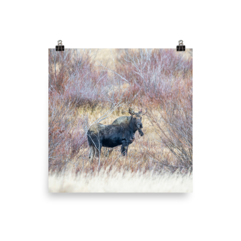 Moose Amidst Autumn Shrubs! Photo paper poster - Image 5