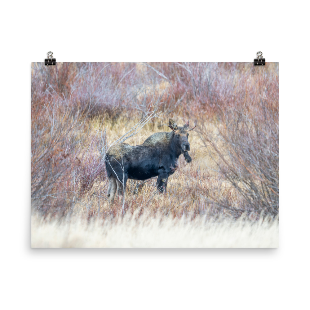 Moose Amidst Autumn Shrubs! Photo paper poster - Image 7