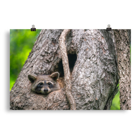 Curious Mama Racoon guarding its den! Photo paper poster