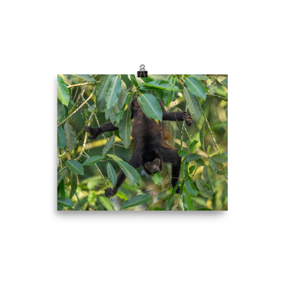 Howler monkey! Photo paper poster - Image 4