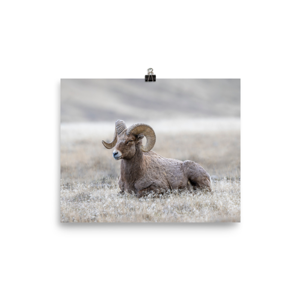 Relaxing Ram Big Horn Sheep! Photo paper poster - Image 4