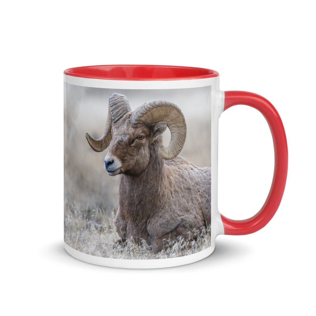 Relaxing Ram Big Horn Sheep! Mug with Color Inside
