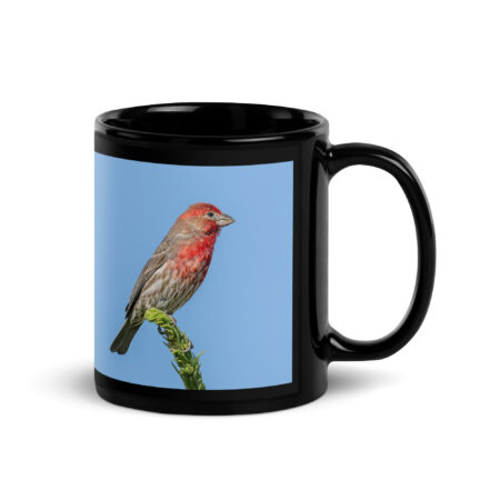 Male House Finch! Black Glossy Mug