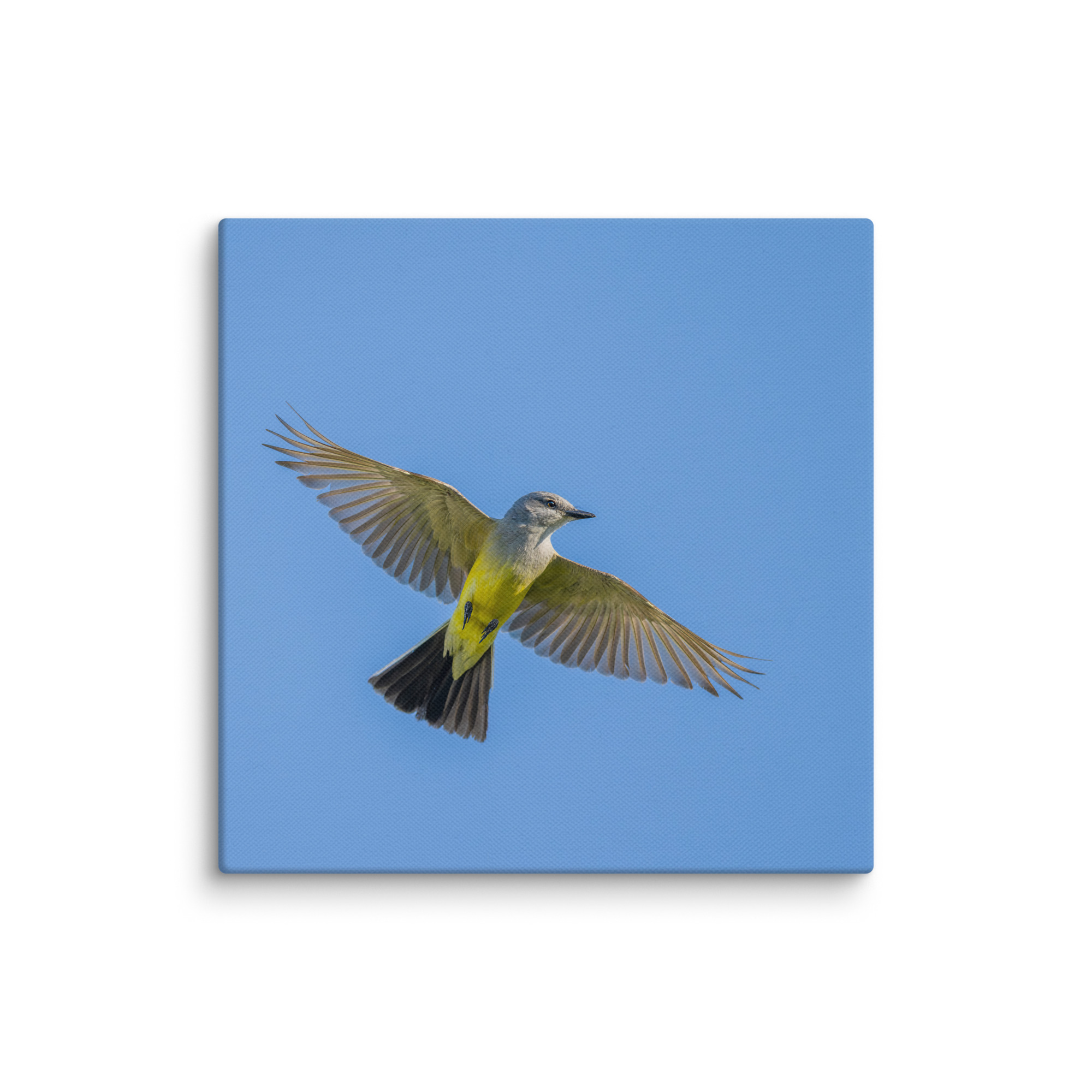 Western kingbird in flight! Canvas - Image 2