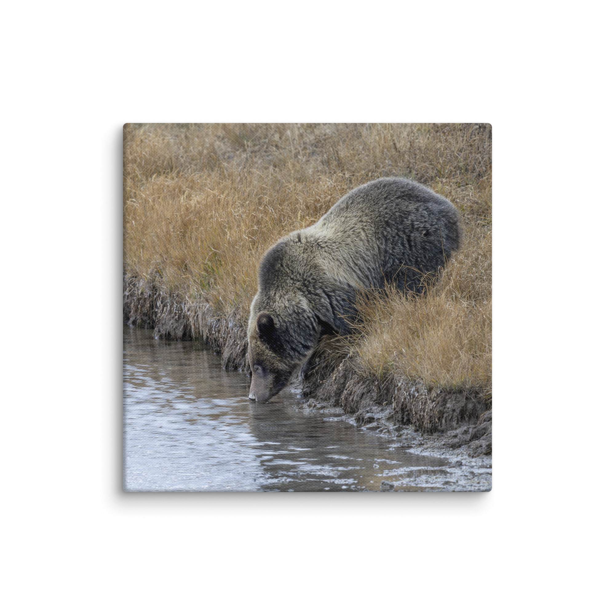 Grizzly bear quenching thirst! Canvas - Image 2