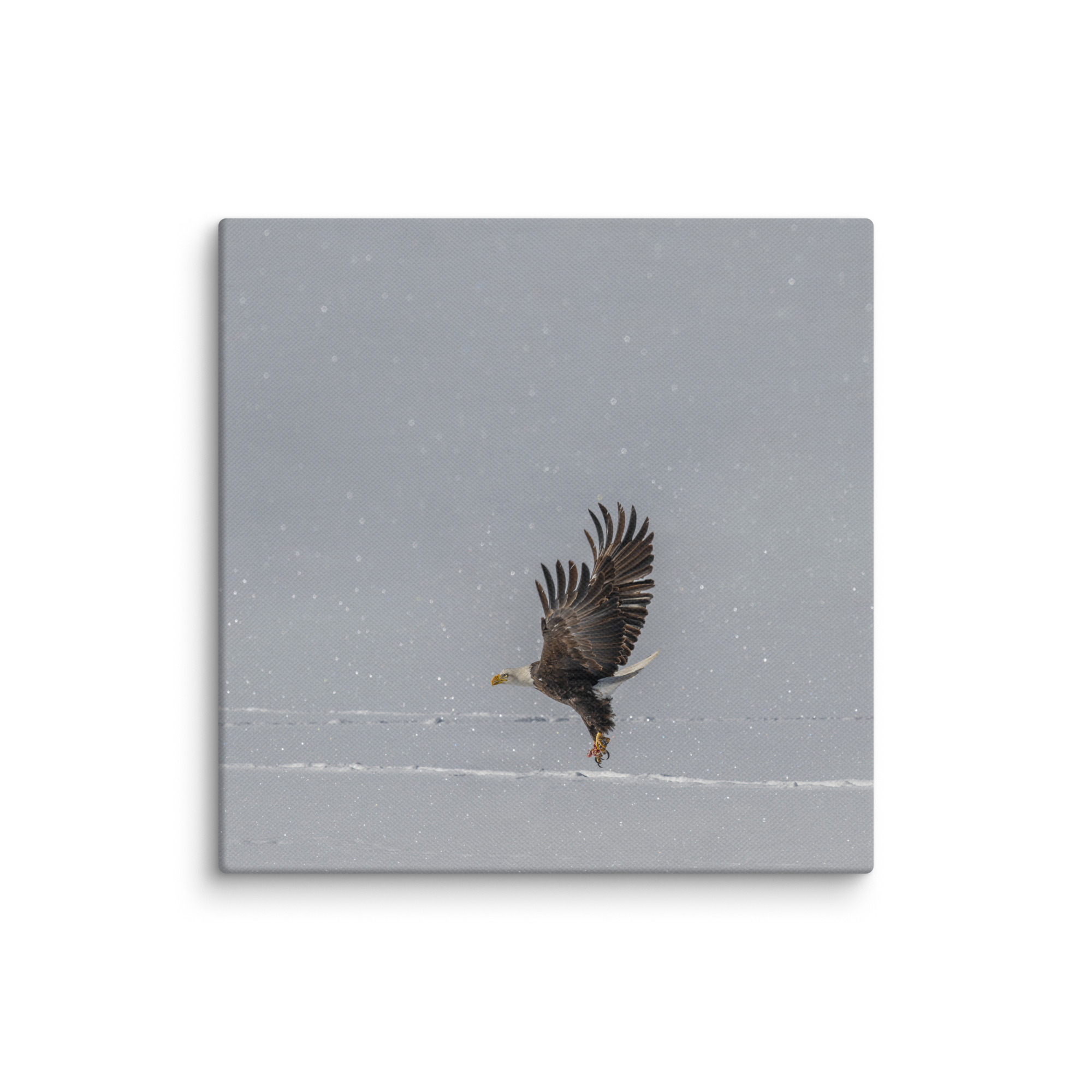 Bald eagle hunting in snow! Canvas - Image 2
