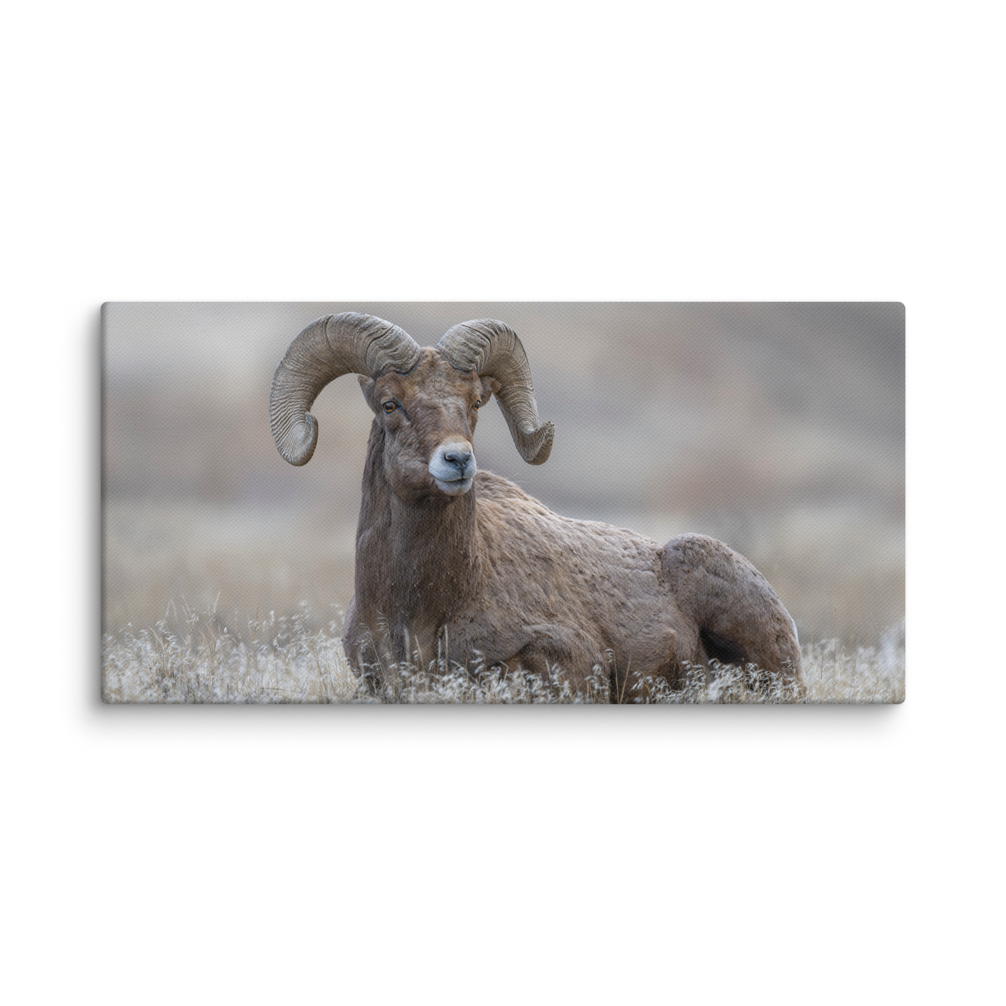 Monarch of Montana Meadows! Canvas - Image 2