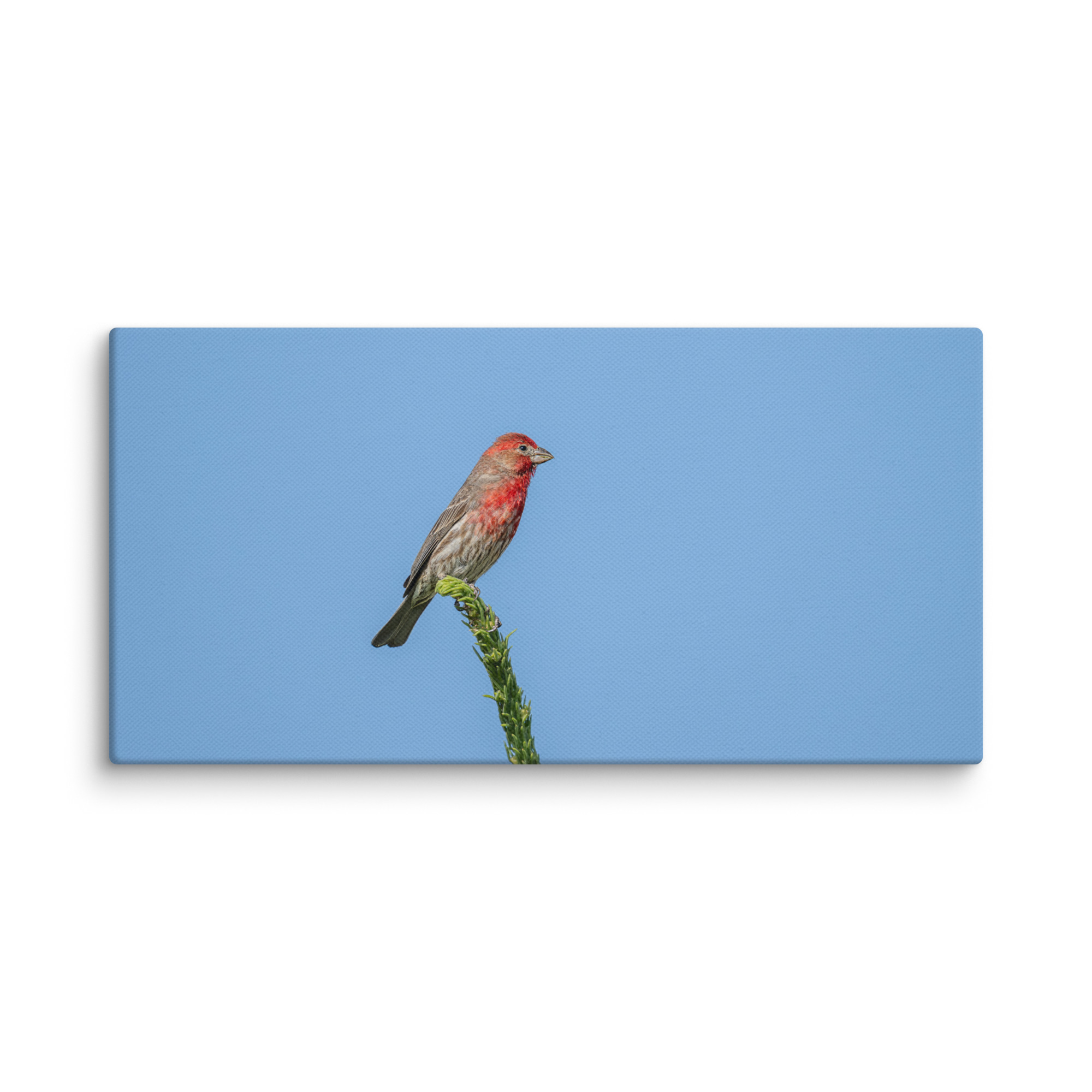 Male House Finch! Canvas - Image 3