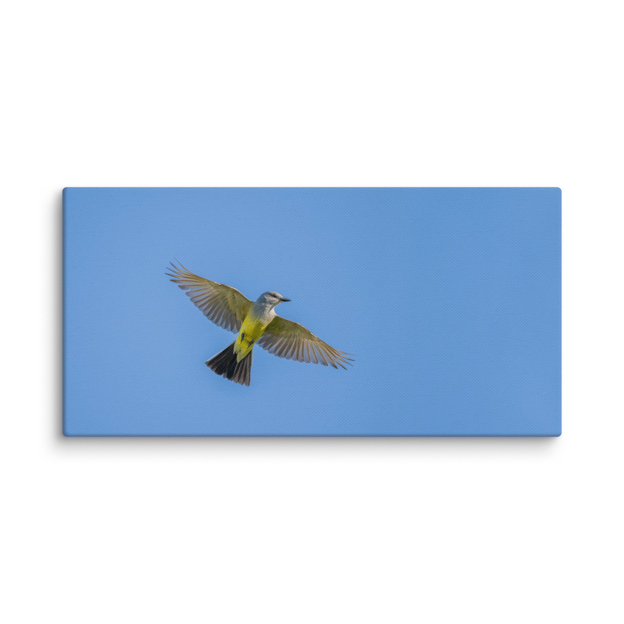 Western kingbird in flight! Canvas - Image 3