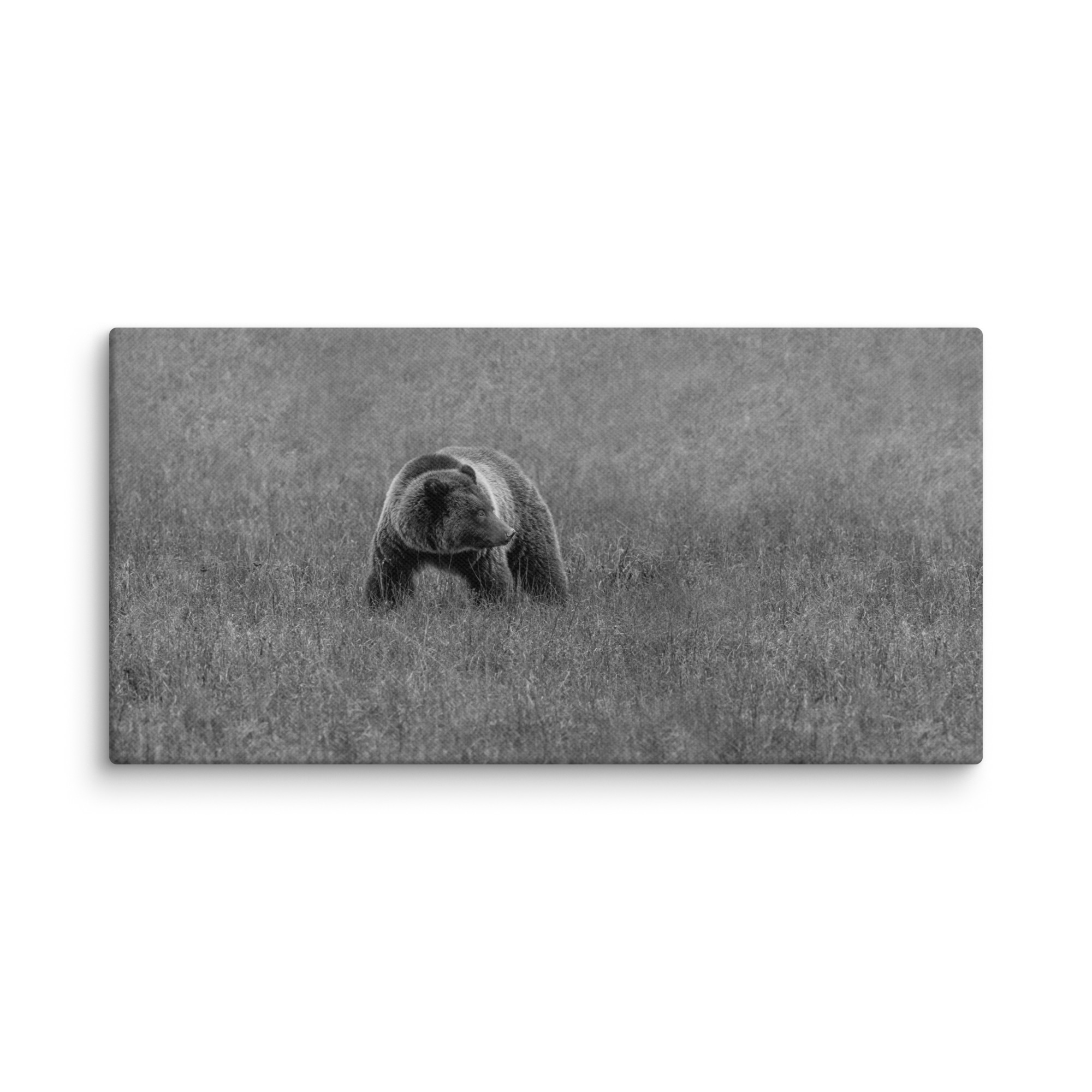 Grizzley bear on Alert! Canvas - Image 3