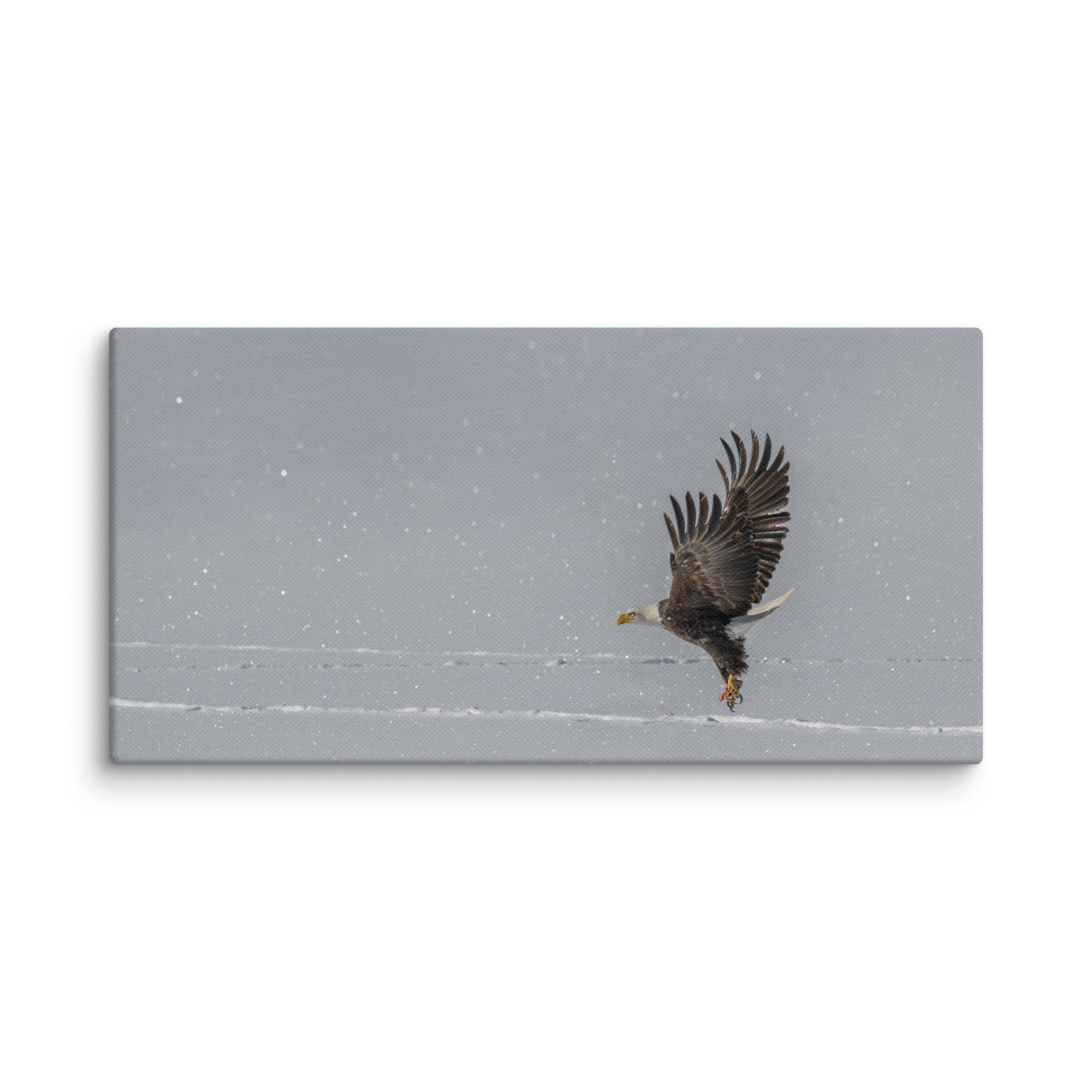 Bald eagle hunting in snow! Canvas - Image 3