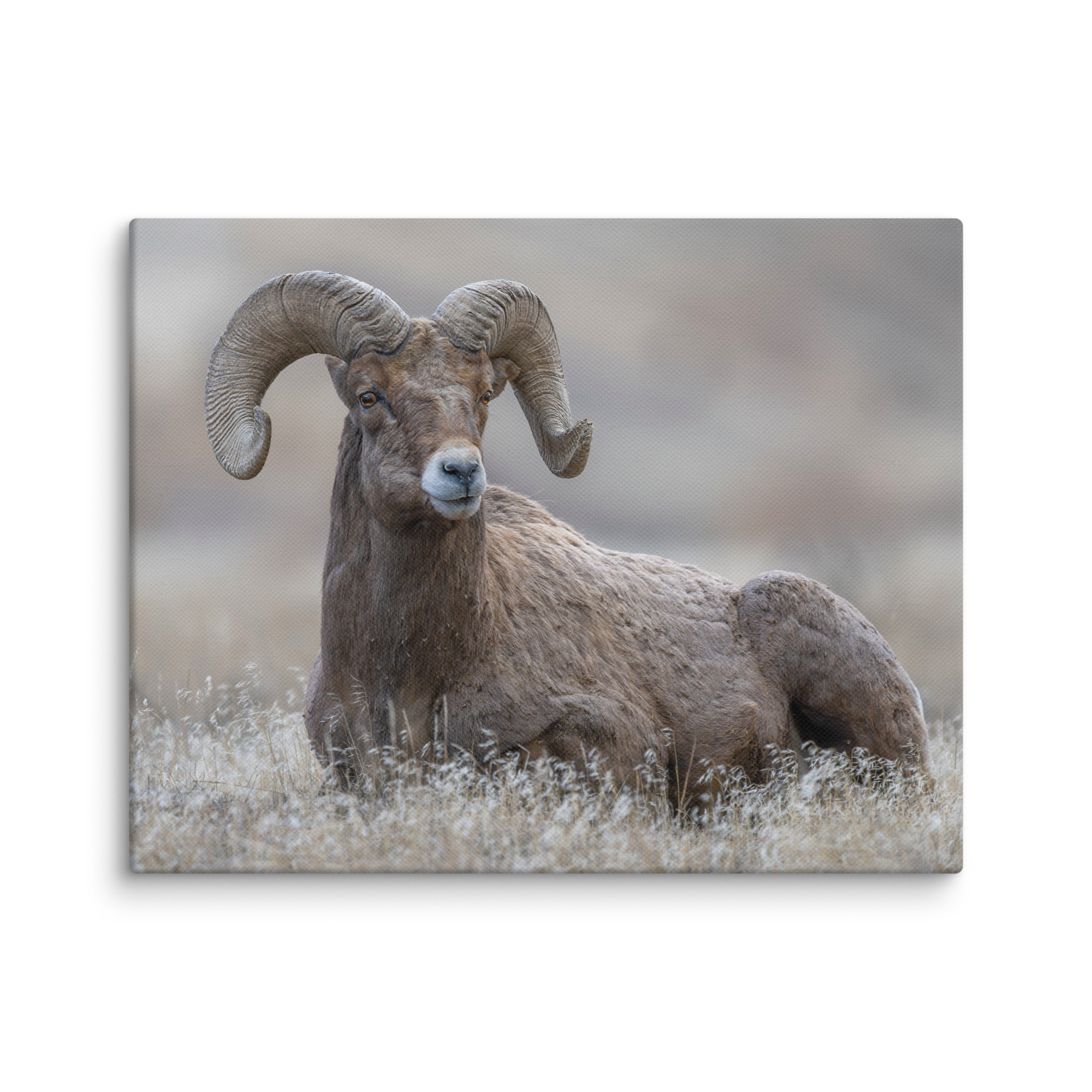 Monarch of Montana Meadows! Canvas - Image 3