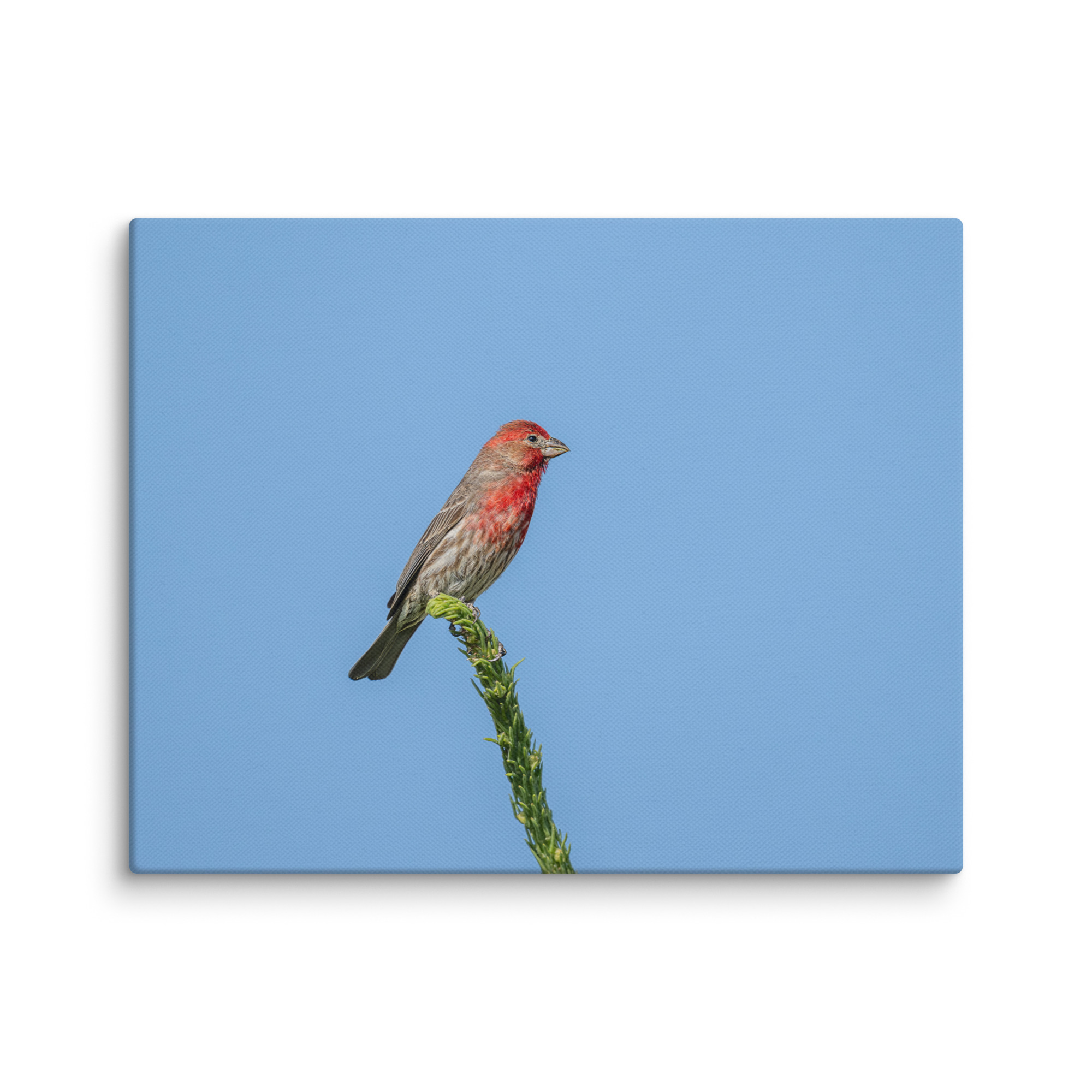 Male House Finch! Canvas - Image 4
