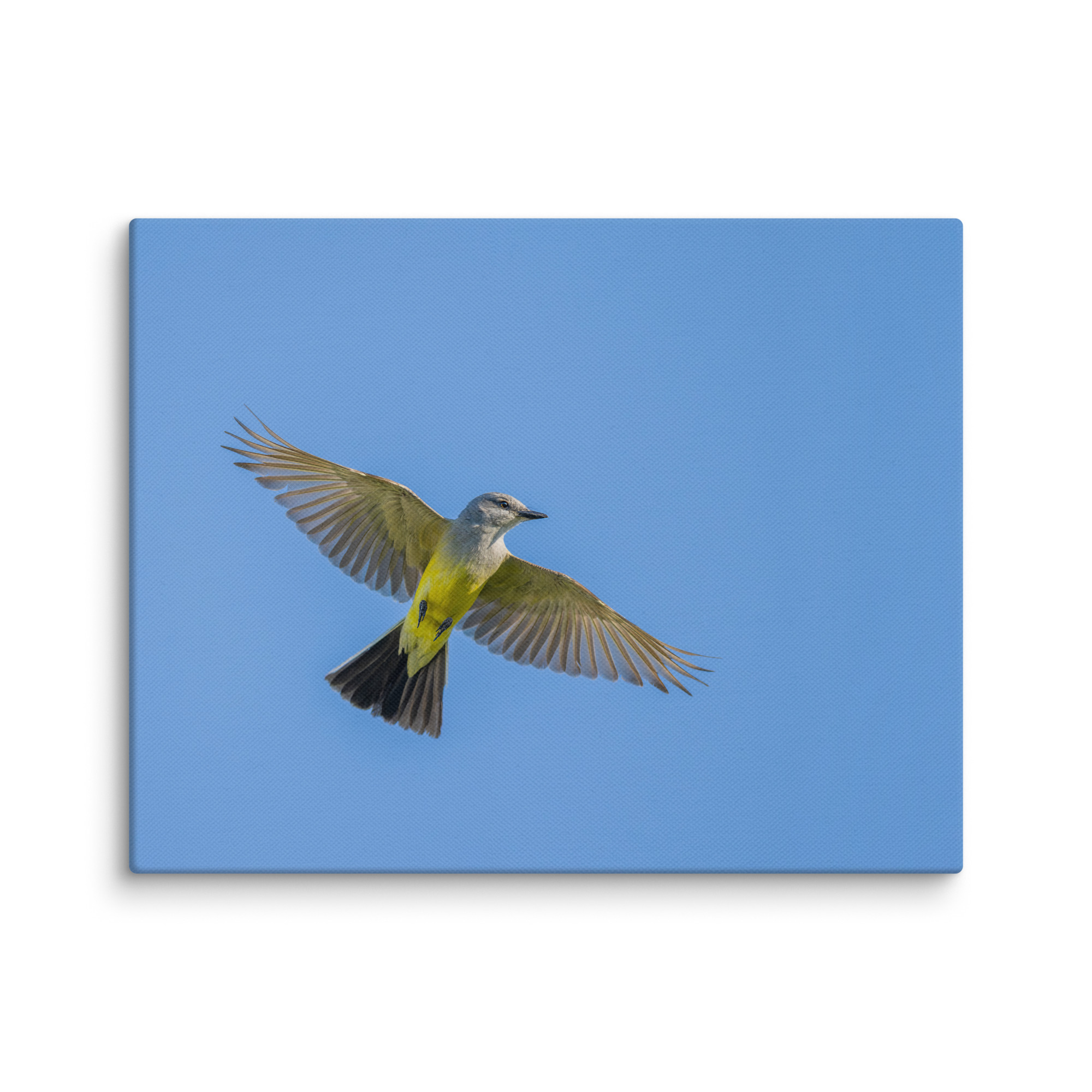 Western kingbird in flight! Canvas - Image 4