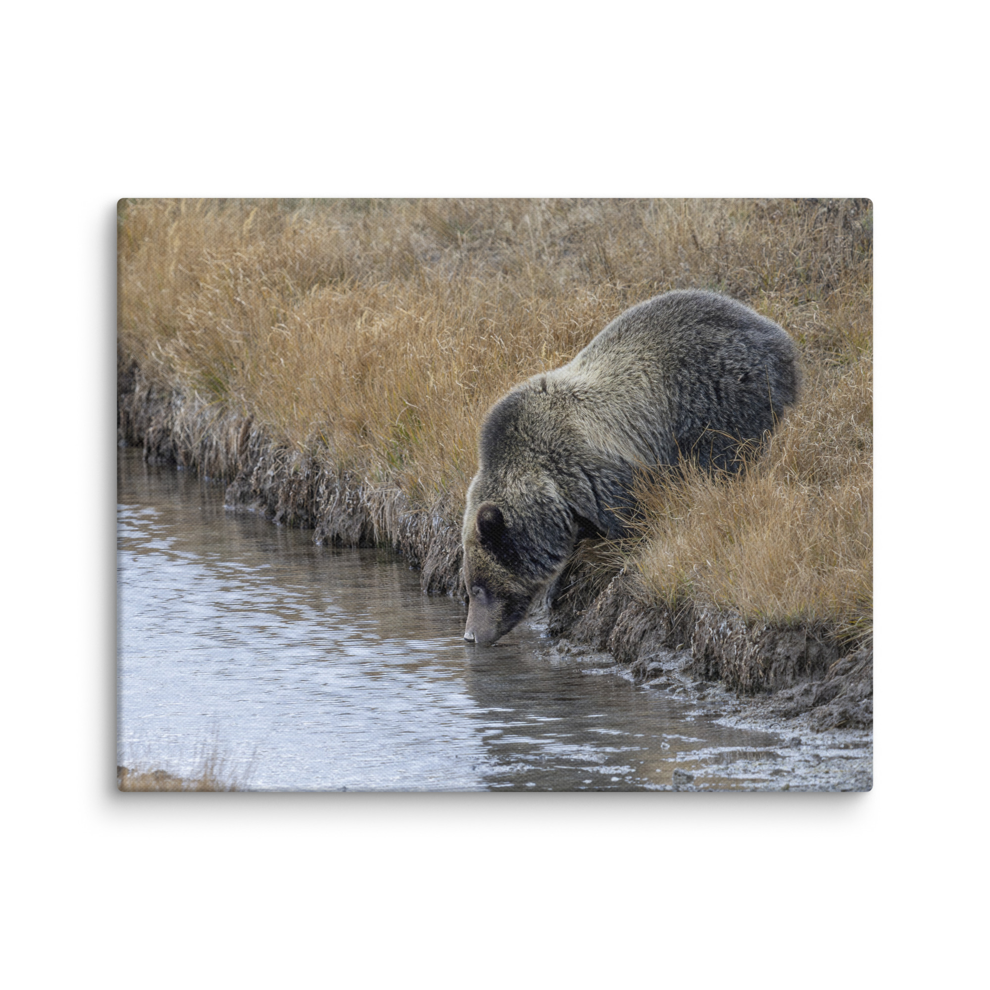 Grizzly bear quenching thirst! Canvas - Image 4