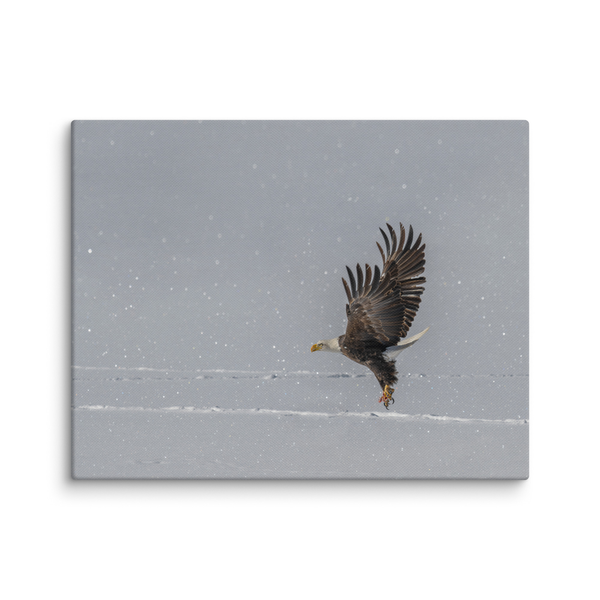 Bald eagle hunting in snow! Canvas - Image 4
