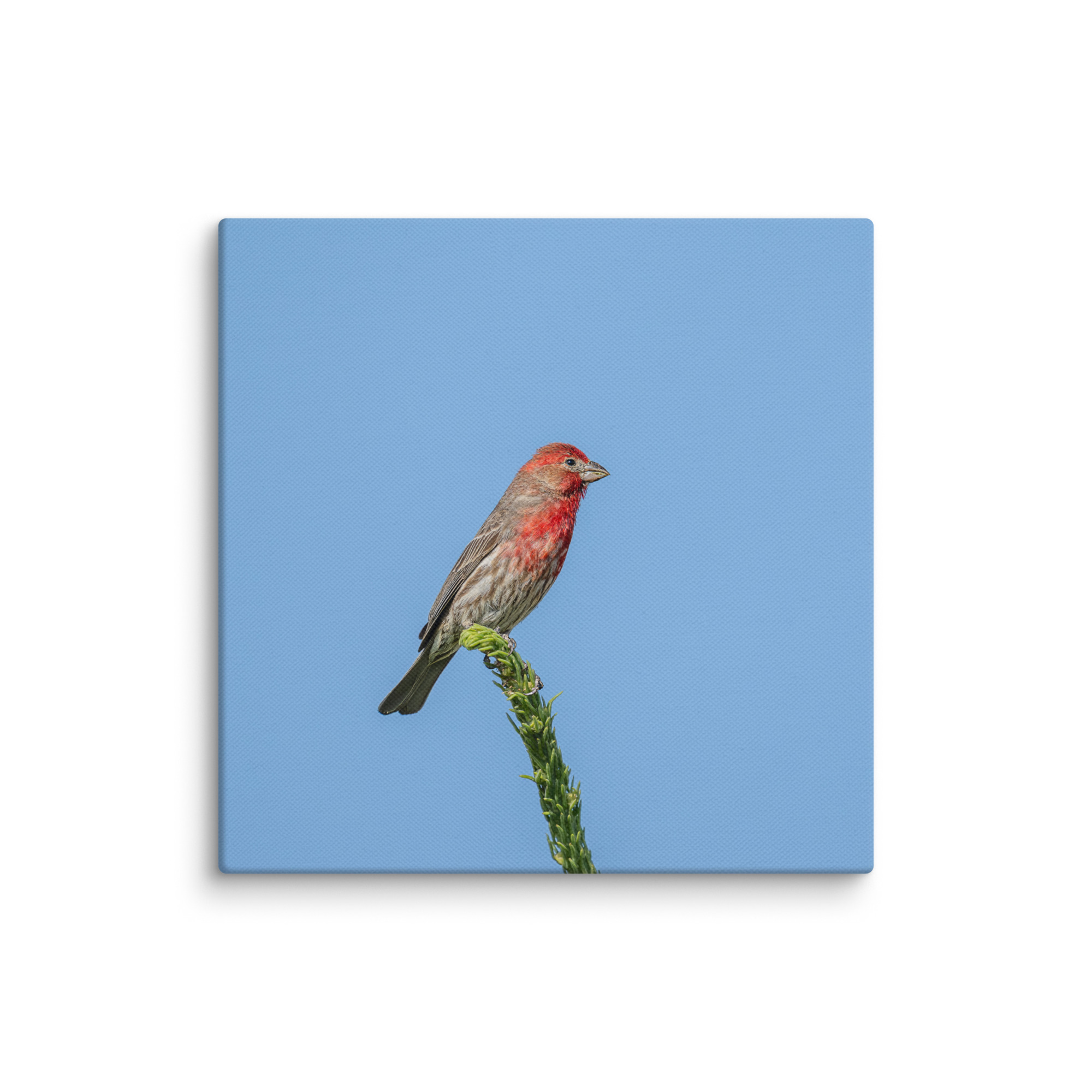 Male House Finch! Canvas - Image 15